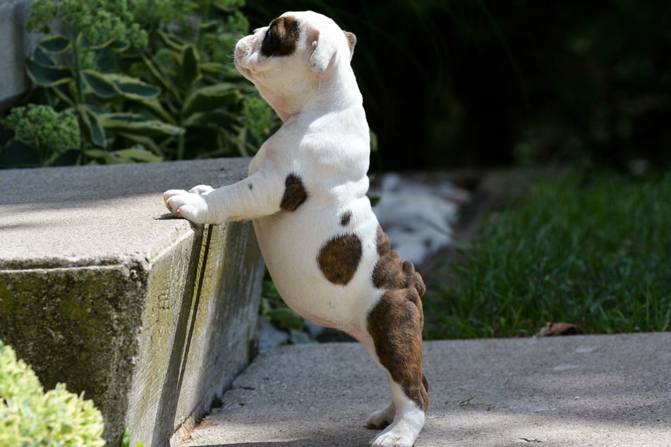 Zu hohe Stufen sind für Welpen und kleine Hunde ein echtes Hindernis.