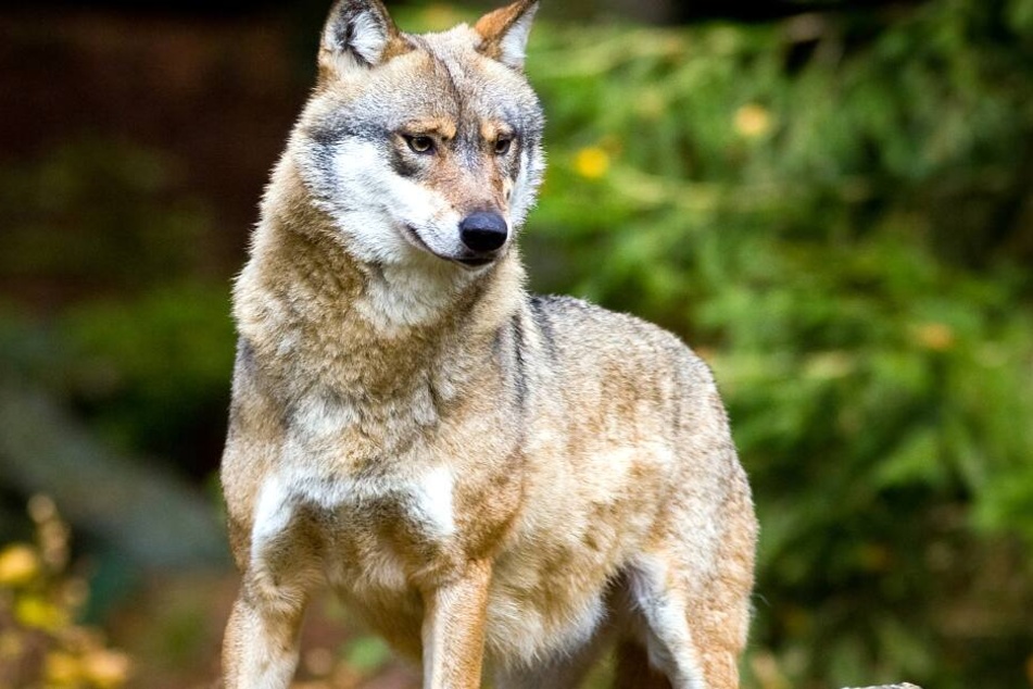 Ein Wolf reibt in Dithmarschen sein Unwesen.