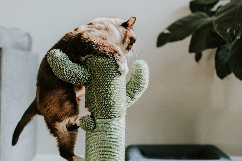 Cat trees are perfect for reducing personal property pummeling.