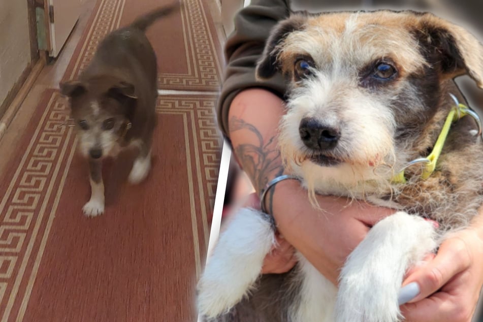 Tu último sueño se hace realidad: una perra moribunda encuentra un hogar para su último capítulo