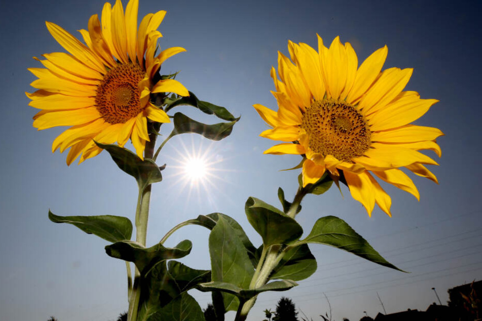 Der Mann hatte sich Sonnenblumen ins Haar geflochten (Symbolfoto).