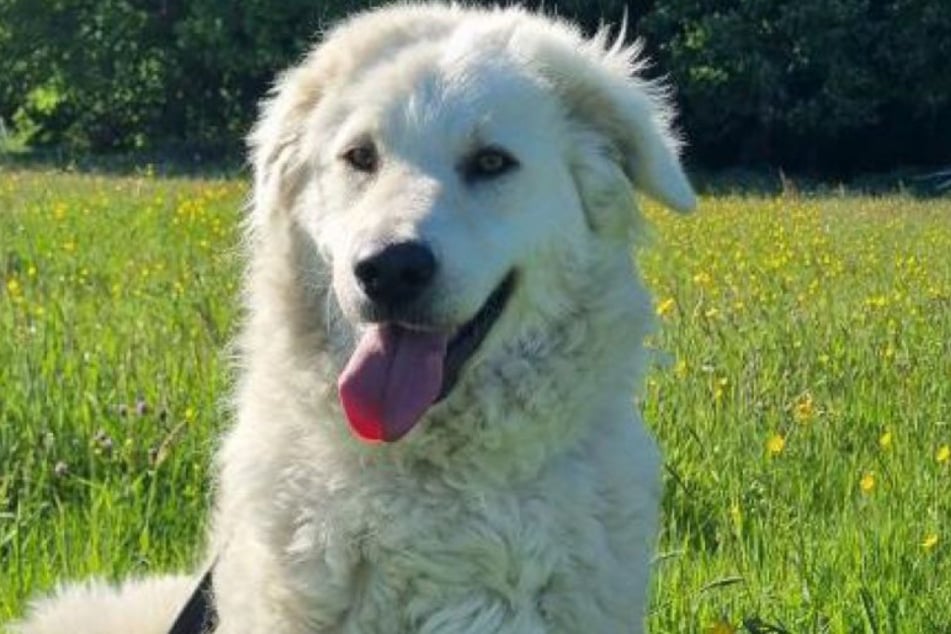 Hündin Lola stammt ursprünglich aus Ungarn und sucht nun ihr Glück im Rheinland.