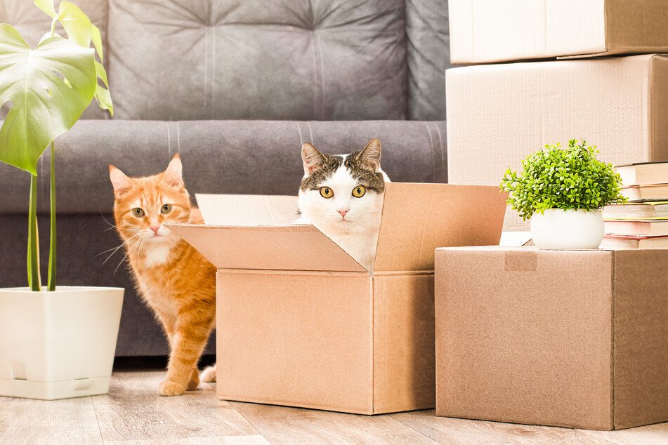 Moving with cats can be extraordinarily traumatic for our four-pawed friends.