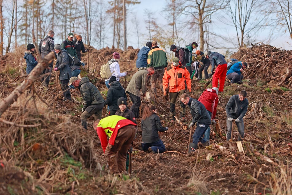 Mit den neu gepflanzten Bäumen soll ein widerstandsfähiger Mischwald entstehen.