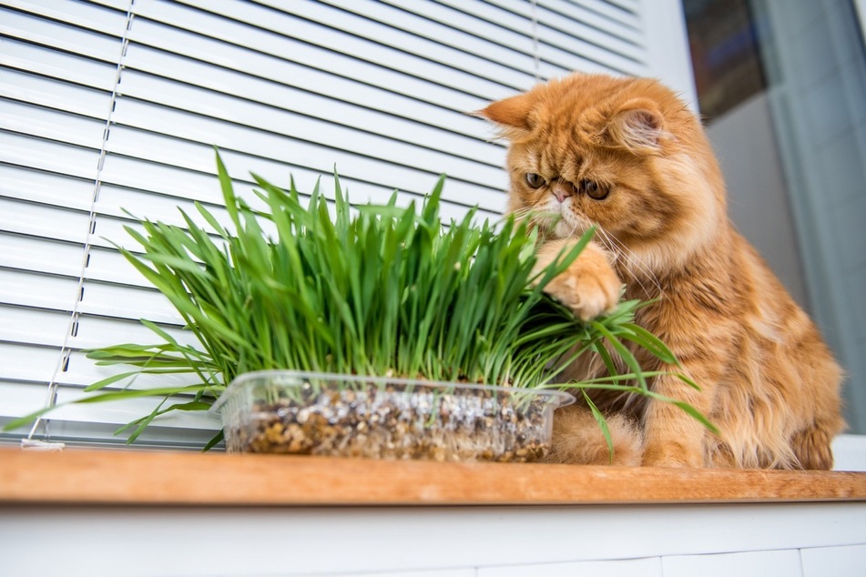 Steht einer Mieze ihr eigenes Katzengras zur Verfügung, bleibt sie Zimmerpflanzen fern.