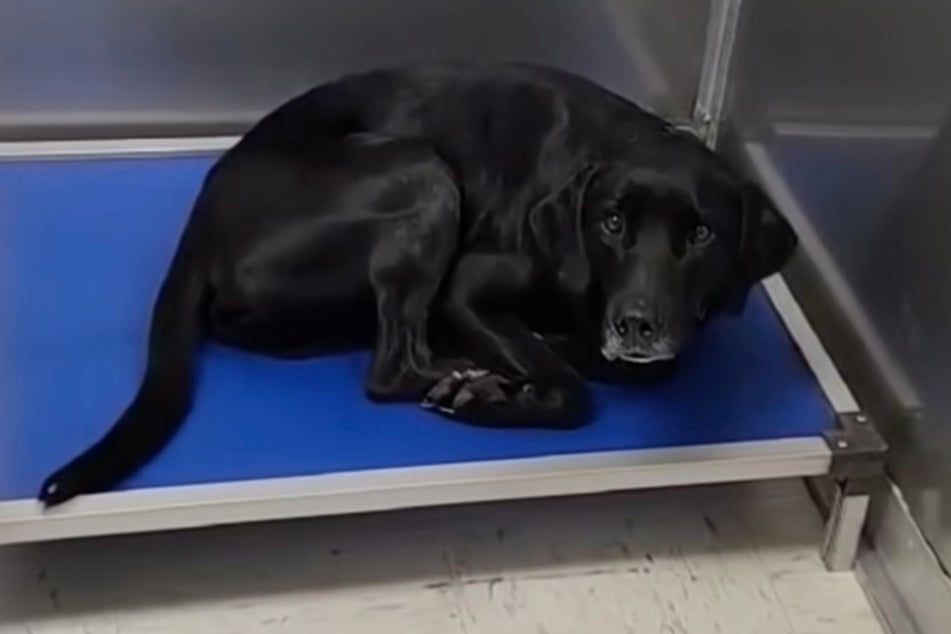 Radikaler Stimmungswechsel: Sam wird klar, dass ihn sein Herrchen verlassen hat.