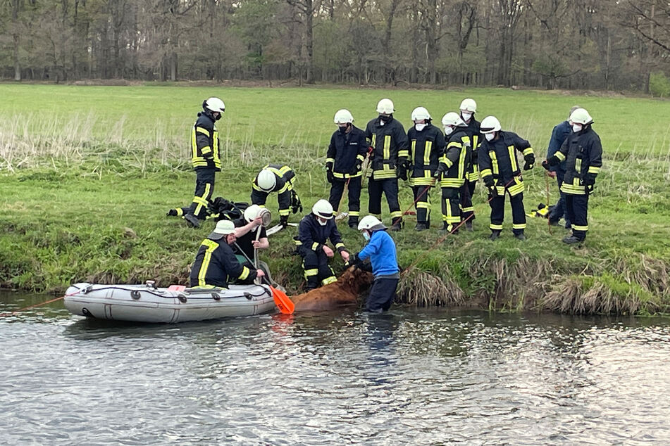 Während das Muttertier aus dem Fluss befreit werden konnte, ertrank das Jungtier leider im Wasser.