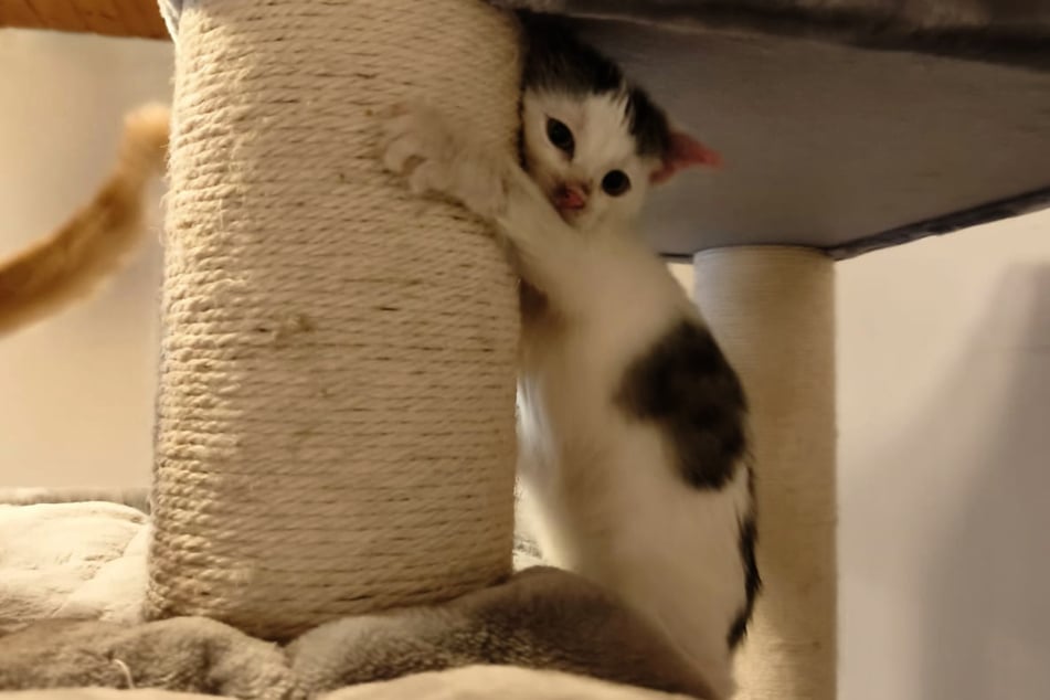 Mittlerweile tollen die Kitten mit viel Spaß auf ihrem Katzenbaum herum.