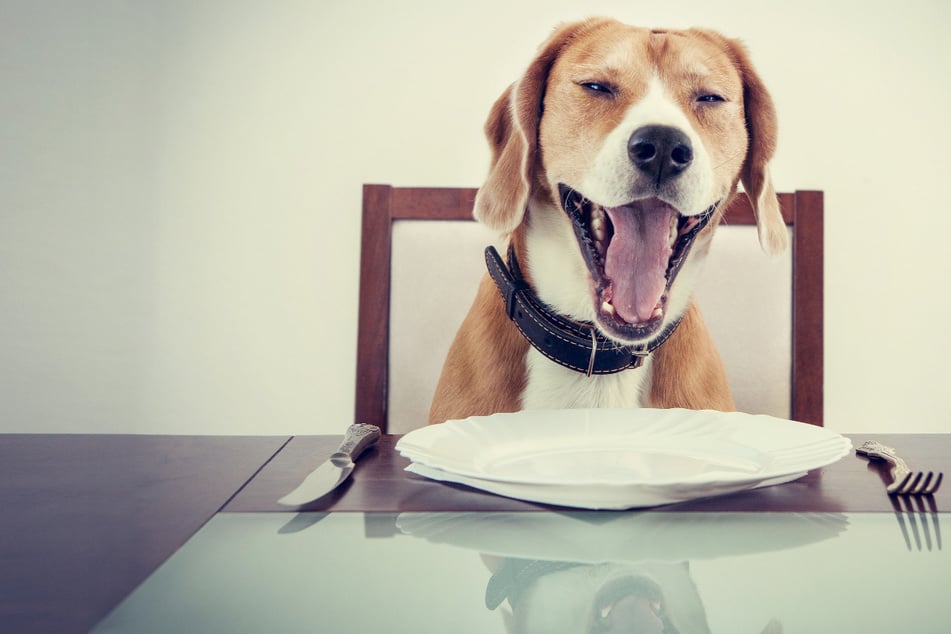 Paws off Pup! Don't feed your dog this harmful little household sweet