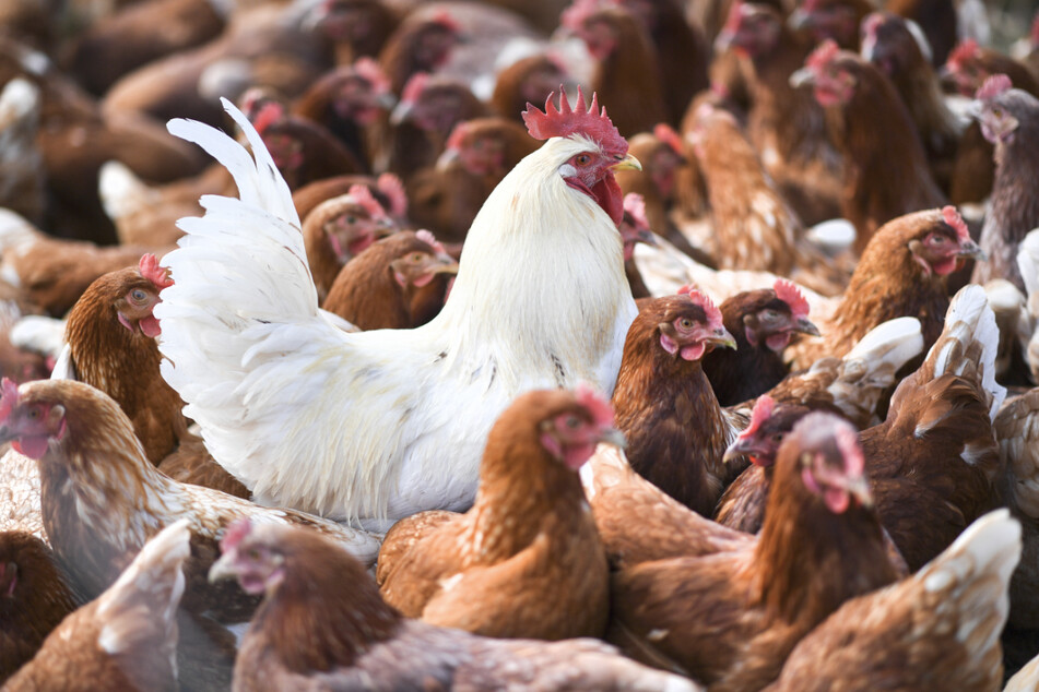 Ein weißer Hahn steht in einer Schar von braunen Hühnern. Die Vogelgrippe war im Südwesten wochenlang auf dem Vormarsch, nun scheint sie nach Dutzenden von Ausbrüchen zunächst weitgehend gebannt.