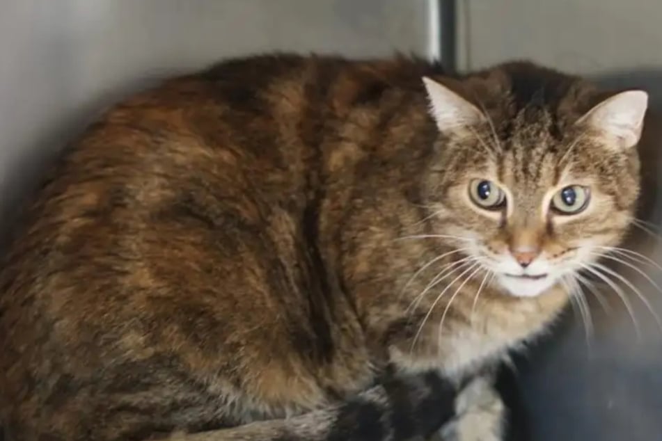 Sensible Katze sucht ruhiges Zuhause: Wer hat ein Herz für Marlies?
