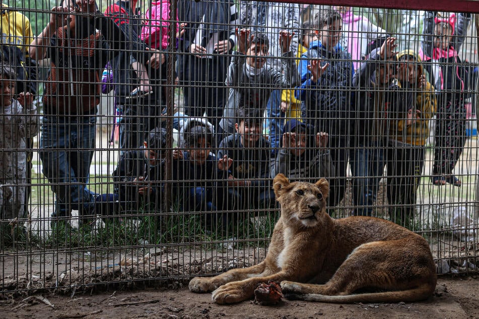 Displaced Palestinian refugees have sought shelter at Rafah Zoo.
