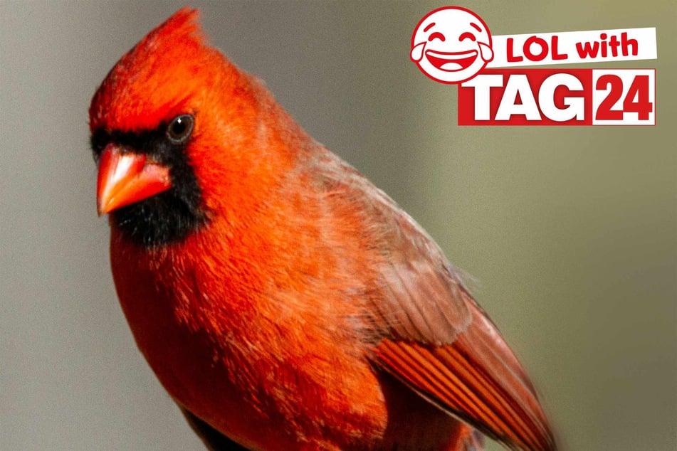 Joke of the Day for March 9, 2026: A chirping chuckler.