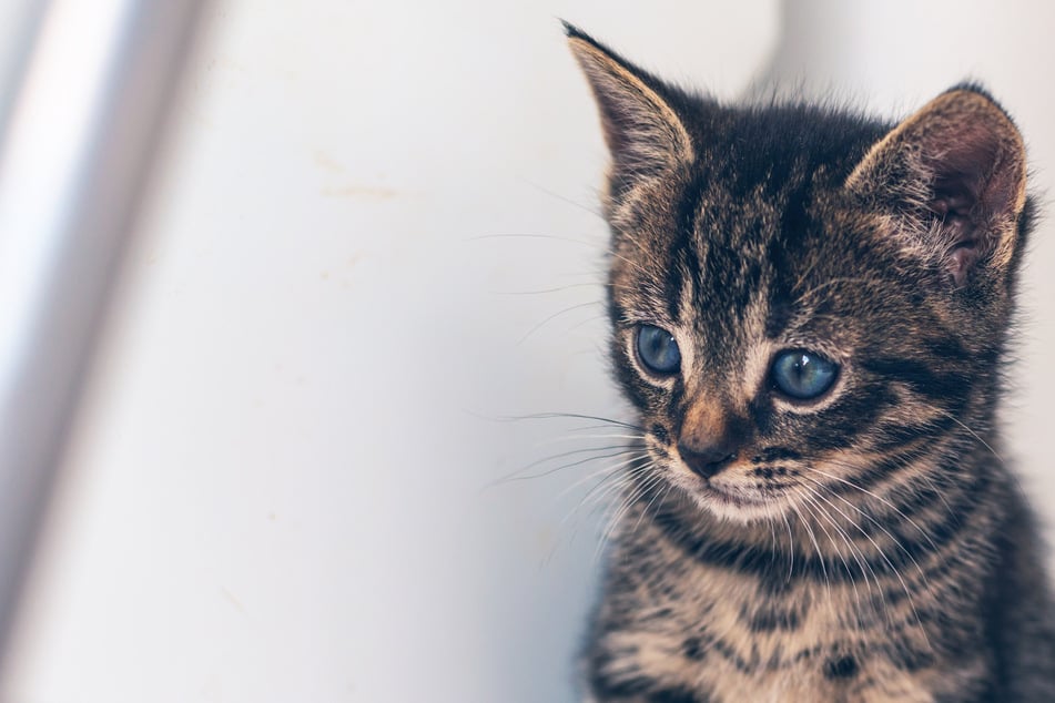 Rescatadores de animales de Colonia comparten un caso atroz: joven maltrata a un gatito en una transmisión en vivo de TikTok