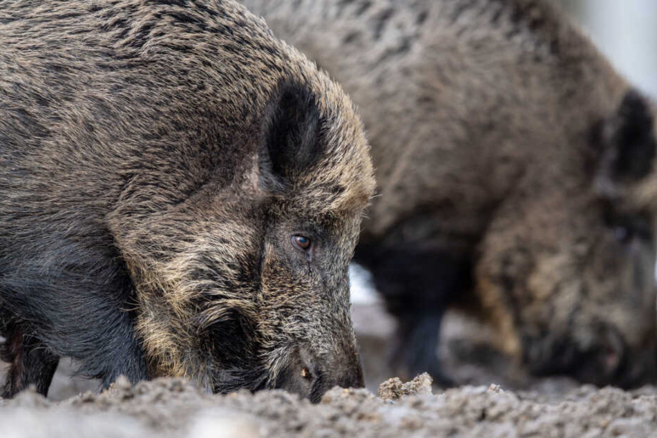Wildschweine machen Landwirten in Bayern mitunter schwer zu schaffen.