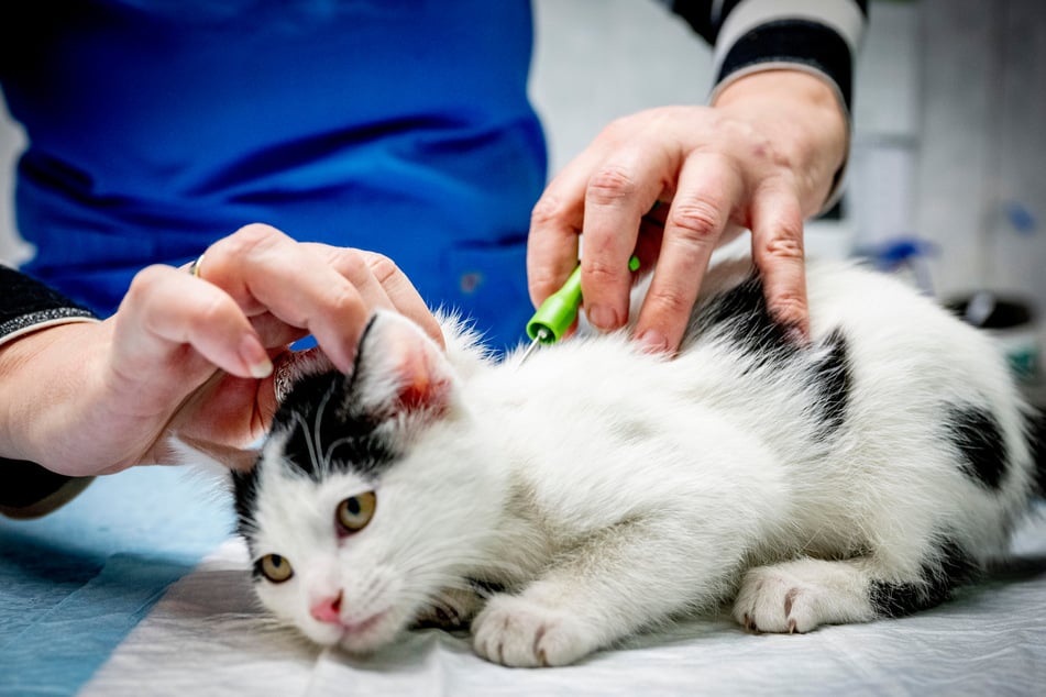 Ein Tierarzt chippt eine Katze. Die Technik könnte helfen, aufgefundene Katzen rasch ihren Besitzern zuzuordnen.