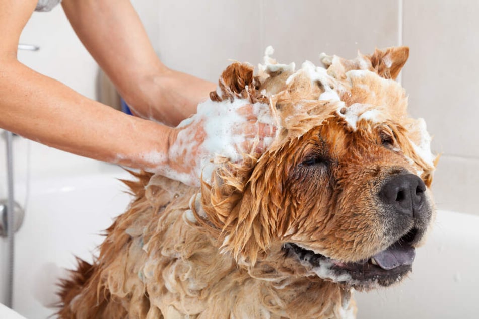 Den Hund baden: Ab und zu kann man den Wauwau richtig einshampoonieren.
