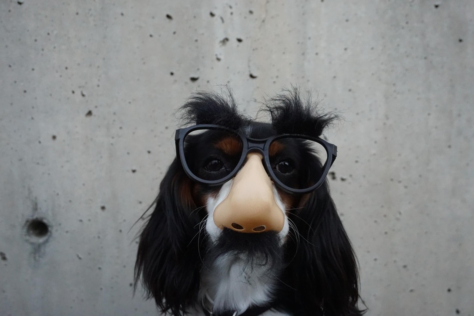 Nanu, schon vorbei? Zum Glück versorgt uns die Wissenschaft auch zukünftig mit neuen spannenden Erkenntnissen über Hunde.