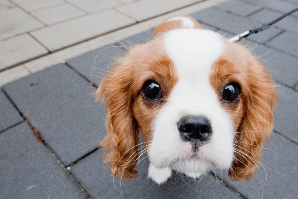 Hund ist zehn Minuten ohne Herzschlag, dann kämpft er sich zurück ins Leben!