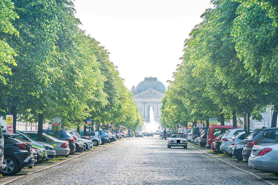 An der Königstraße in Dresden attackierten aggressive Krähen diesen Monat schon zwei Dresdner.