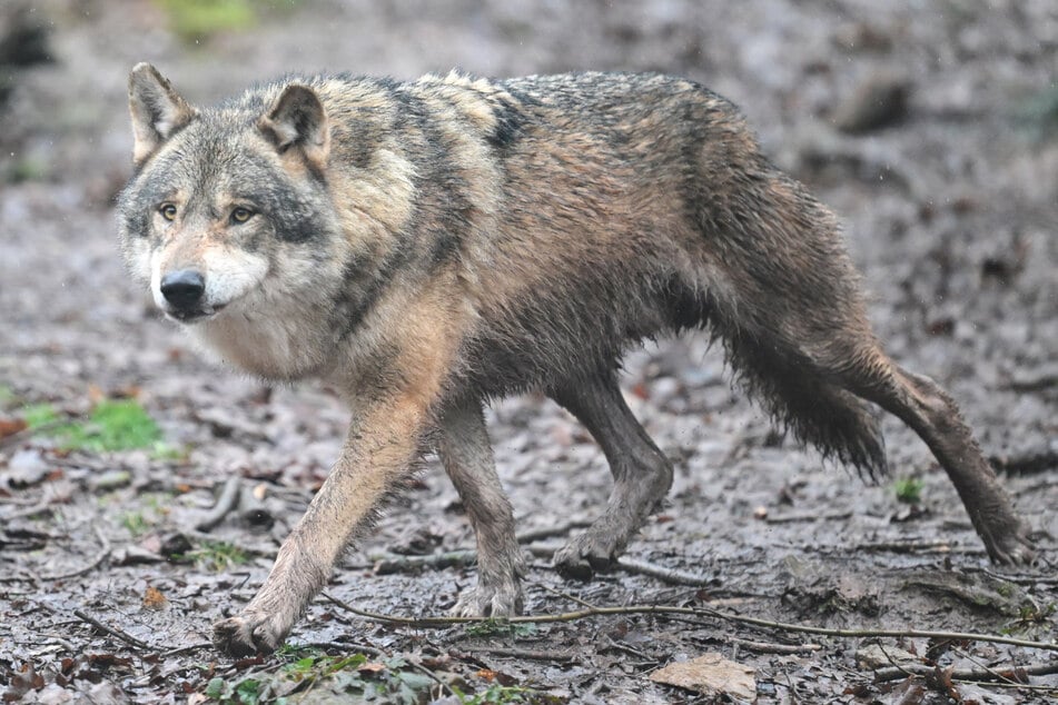 Experten gehen davon aus, dass der Wolf nicht allein in der Region in der Toskana unterwegs gewesen ist. (Symbolfoto)