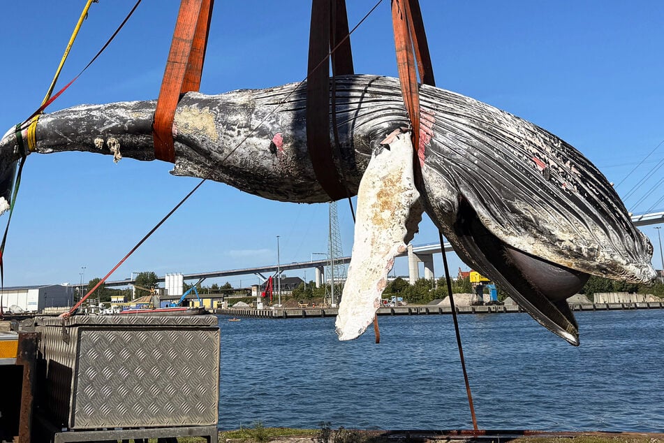 Süßlich-muffiger Verwesungsgeruch: Erste Ergebnisse von Obduktion des toten Wals in der Ostsee