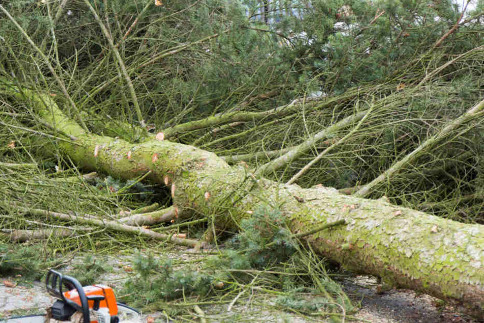 Laut den Wetterexperten können Bäume entwurzelt werden.