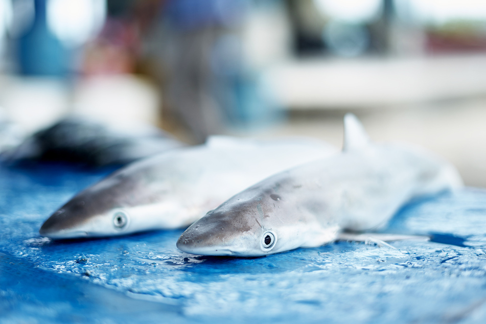Baby-Haie werden auf einem Markt angeboten (Symbolbild).