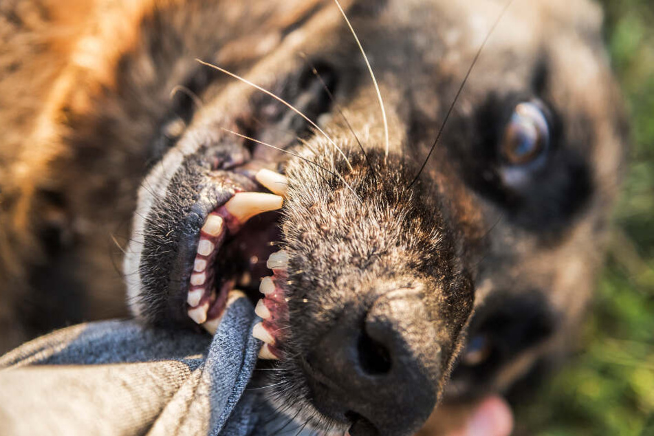 Plötzlich attackierten die Hunde das Kind. (Symbolbild)