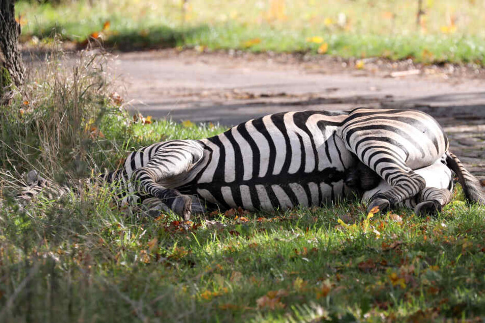 Das ausgerissene Zirkus-Zebra "Pumba" liegt erschossen am Straßenrand.