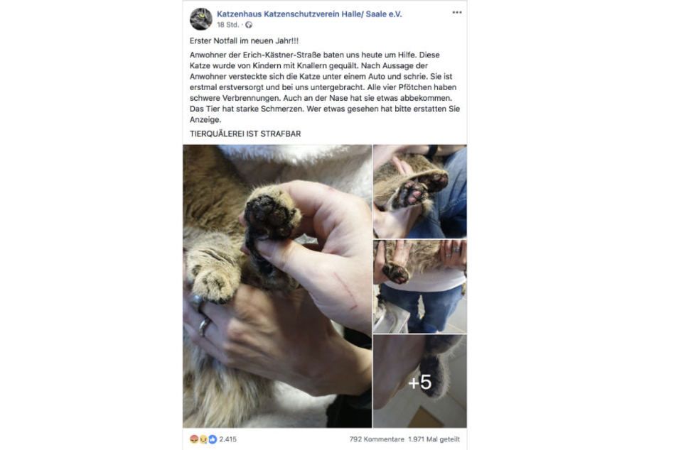 Der Katzenschutzverein Halle machte auf Friedas Schicksal aufmerksam.