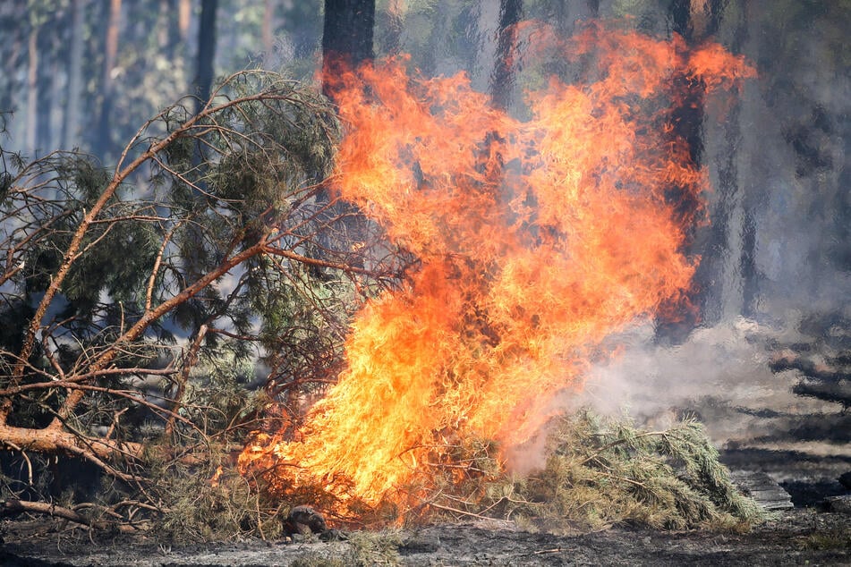 Im Norden Sachsens steigt die Waldbrandgefahr auf die höchste Stufe. (Symbolbild)