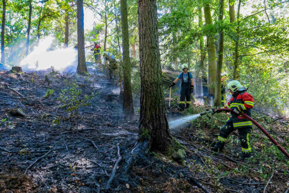 Auf einer Fläche von 600 Quadratmetern breitete sich das Feuer am Dienstagnachmittag bei Bockau aus.