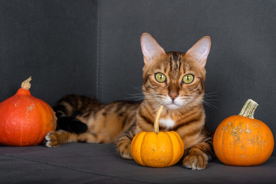 Katzen dürfen Kürbis in Maßen fressen.