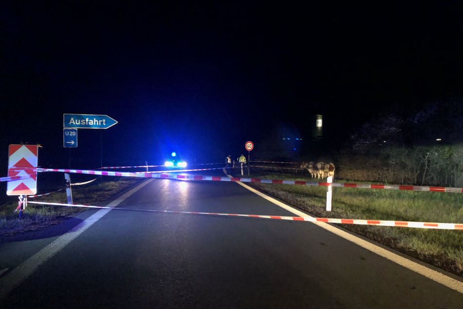 Von Weißensand über die A72 bis Plauen-Ost trampelten vier Rinder auf der Flucht vor einem Gewitter. Immerhin zwölf Kilometer.