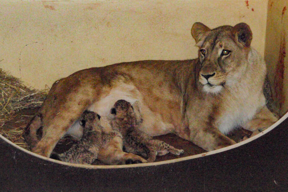 Der Zoo hofft, dass Bastet ihre Jungen in nächster Zeit wieder annimmt.