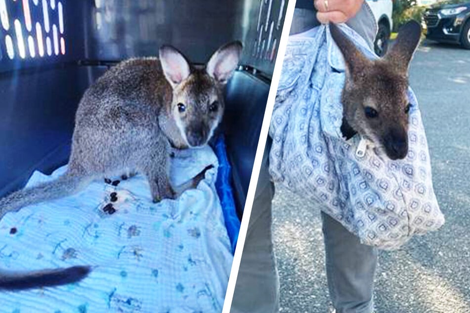 Wallaby carried in bag by man in Brooklyn spurs police intervention