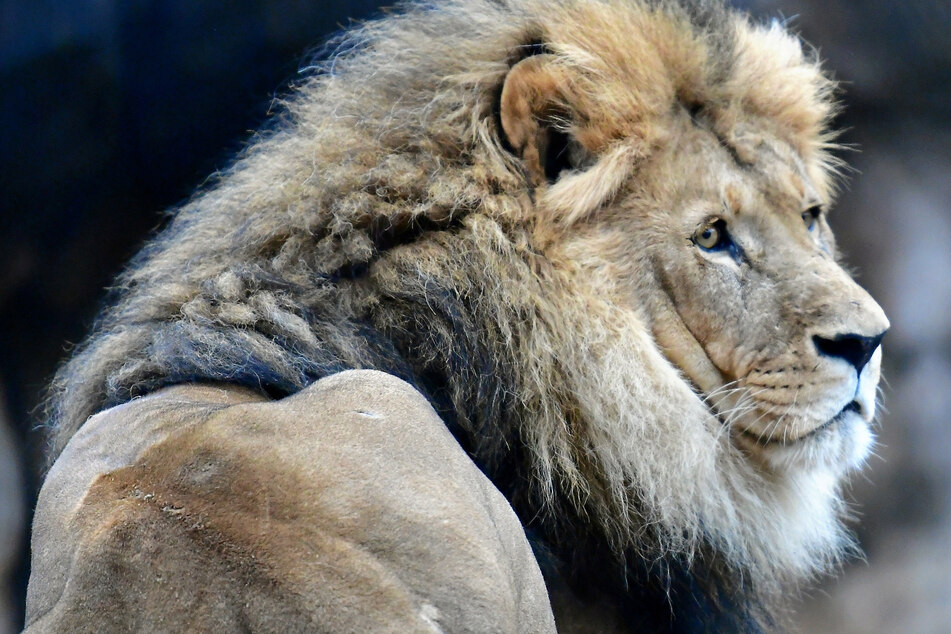 Große Trauer um Jago: Der "König der Löwen" im Dresdner Zoo wurde eingeschläfert!