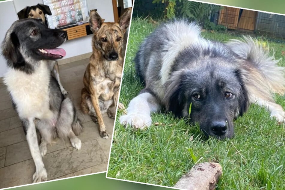 Jedno a půl roku stará fena se skvěle snáší s ostatními psy i s dětmi.