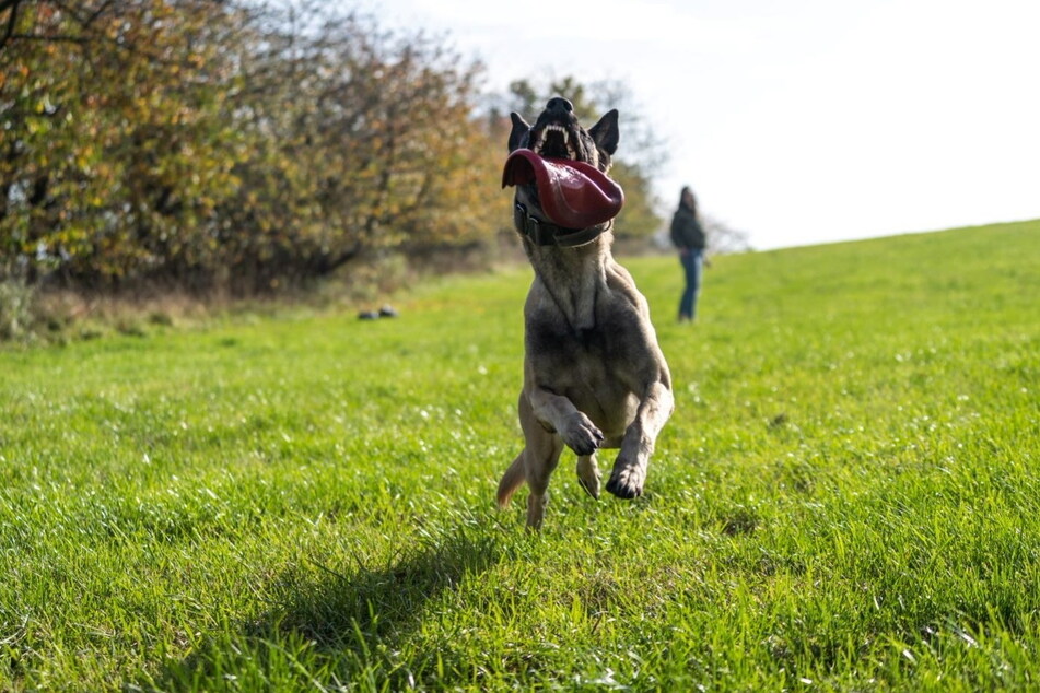 Zu Hause reichen Seiko auch Frisbeescheiben zum Fangen.