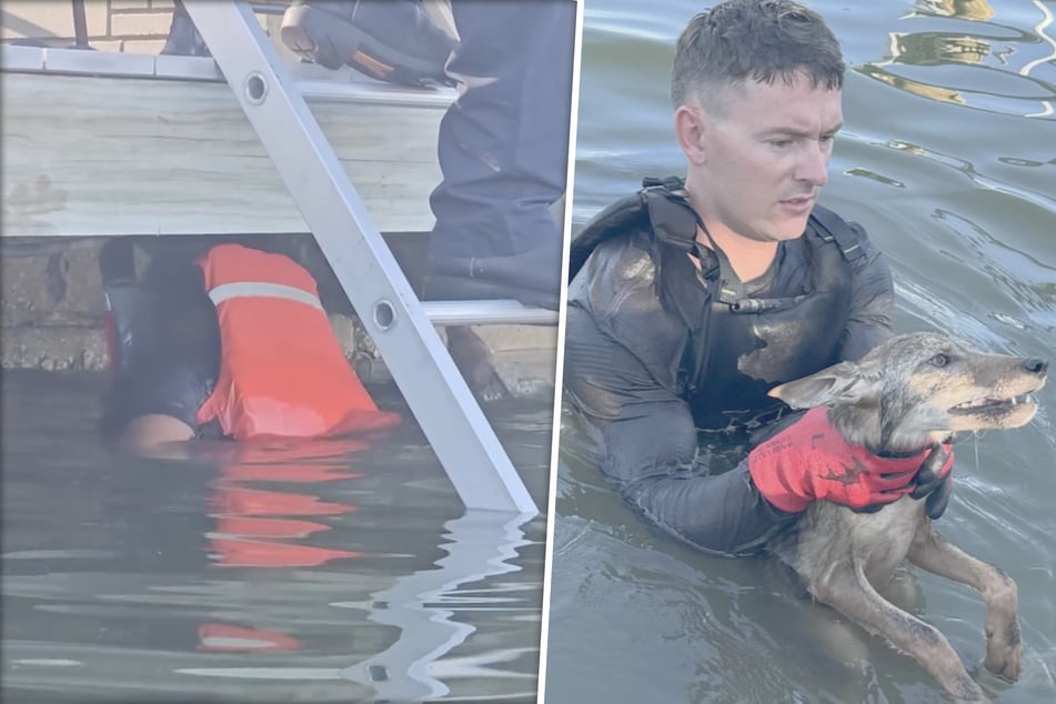 Feuerwehrleute denken, sie retten Hund: Als sie das Tier trocken rubbeln, trauen sie ihren Augen kaum