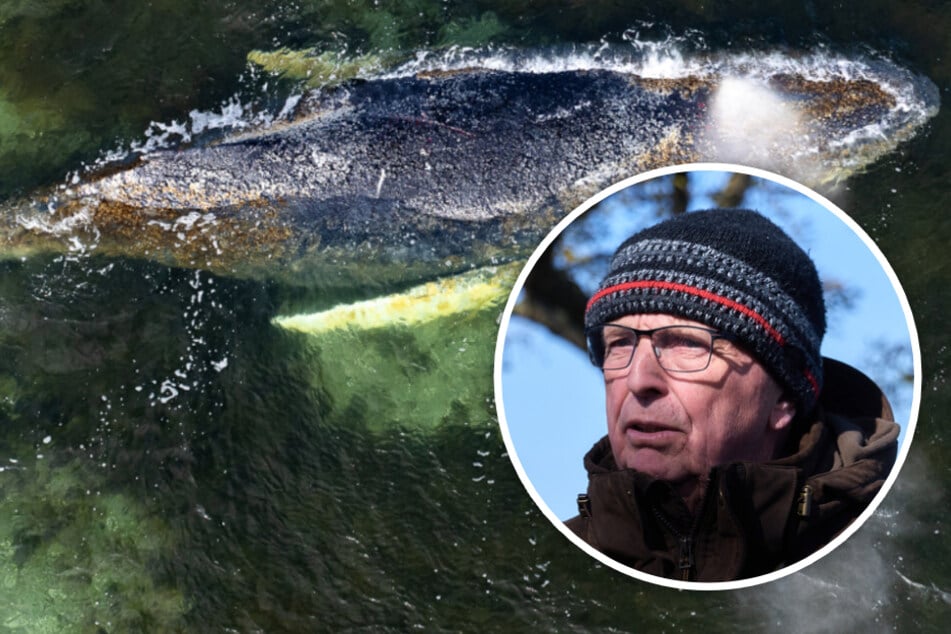 Gestrandeter Buckelwal: Umweltminister wehrt sich gegen Vorwürfe