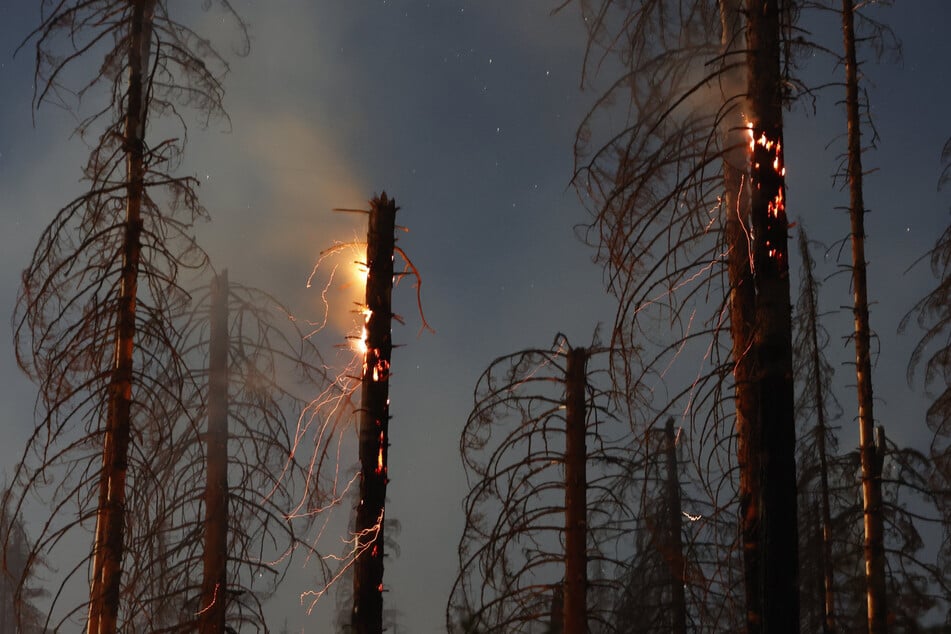 Waldbrandgefahr in Sachsen-Anhalt bis auf Ausnahmen gesunken