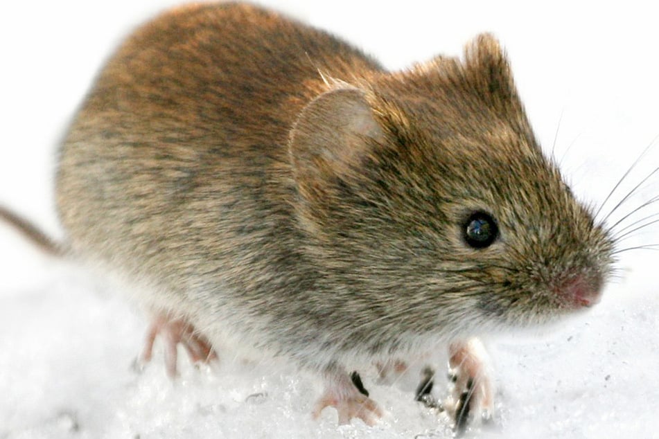 Die in Deutschland lebende Rötelmaus überträgt das Hantavirus, zum Beispiel durch ihren Kot.