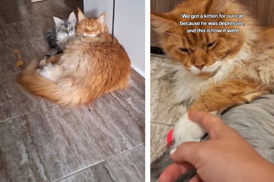 Depressed cat has the sweetest reaction to getting a new sibling!