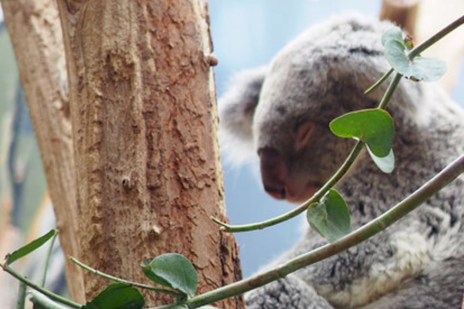 Aufregung im Leipziger Zoo! Als Koala-Dame umziehen soll, wird sie plötzlich zur Diva