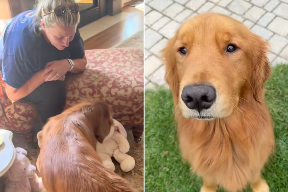 Oma Nicole Dower weiß, wie sie den verletzten Golden Retriever Buzz wieder aufheitern kann.