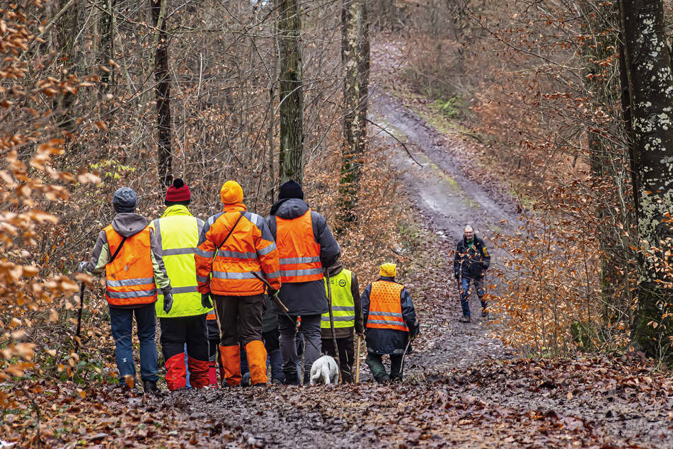 Bei Drückjagden wird das Wild mithilfe von Jagdhelfern und Hunden aufgescheucht.