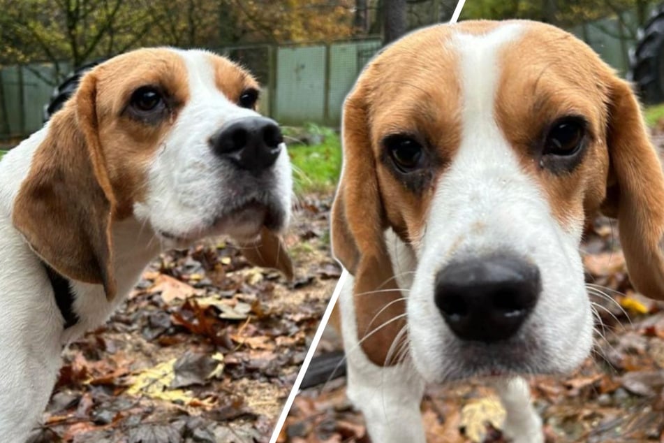 Familie gab jungen Hund plötzlich ab: Jetzt muss Beagle Paul nochmal von vorn anfangen