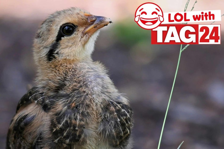 Joke of the Night for March 22, 2026: Flying with funny